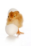 chick hatching from egg