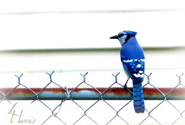 Blue Jay perched on hurricane fence