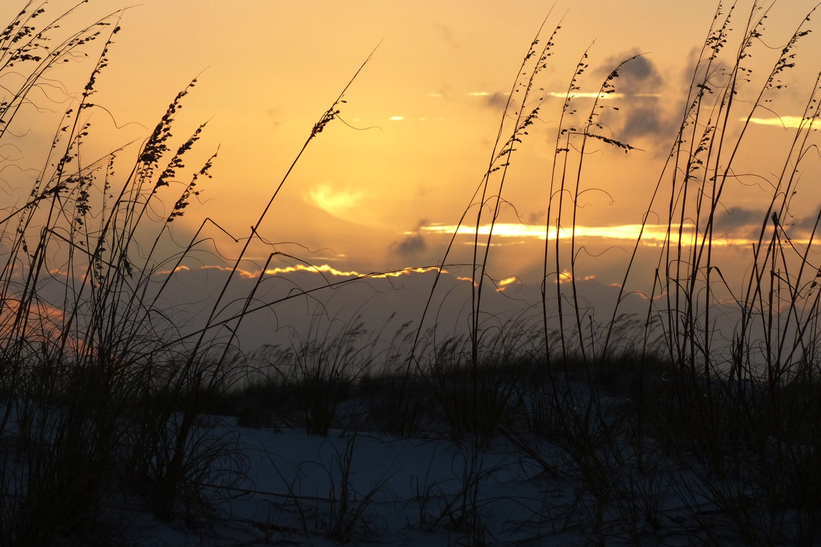 Orange sunset behind sea oats