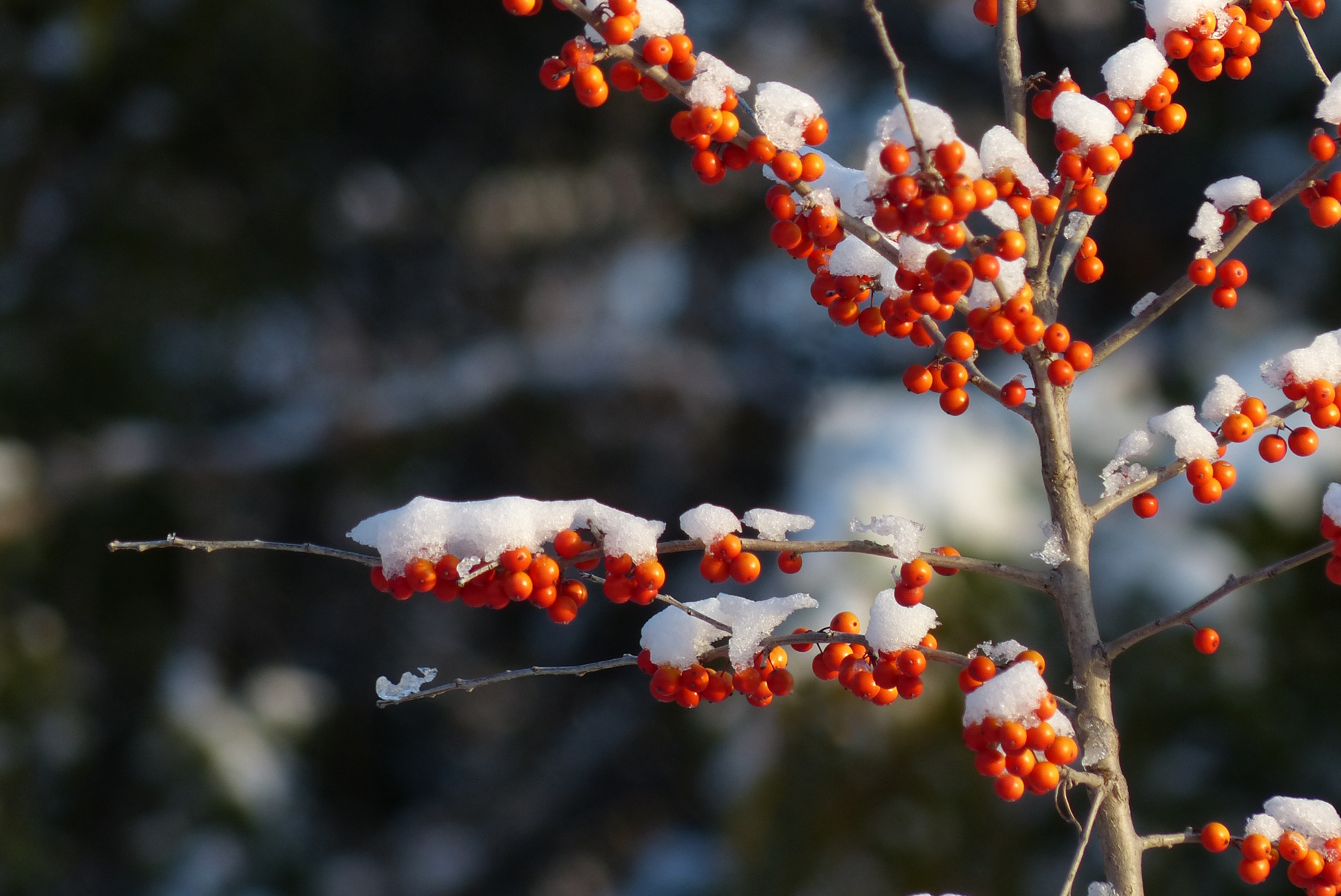 Red berries with snow caps