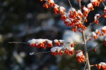 Red berries with snow caps