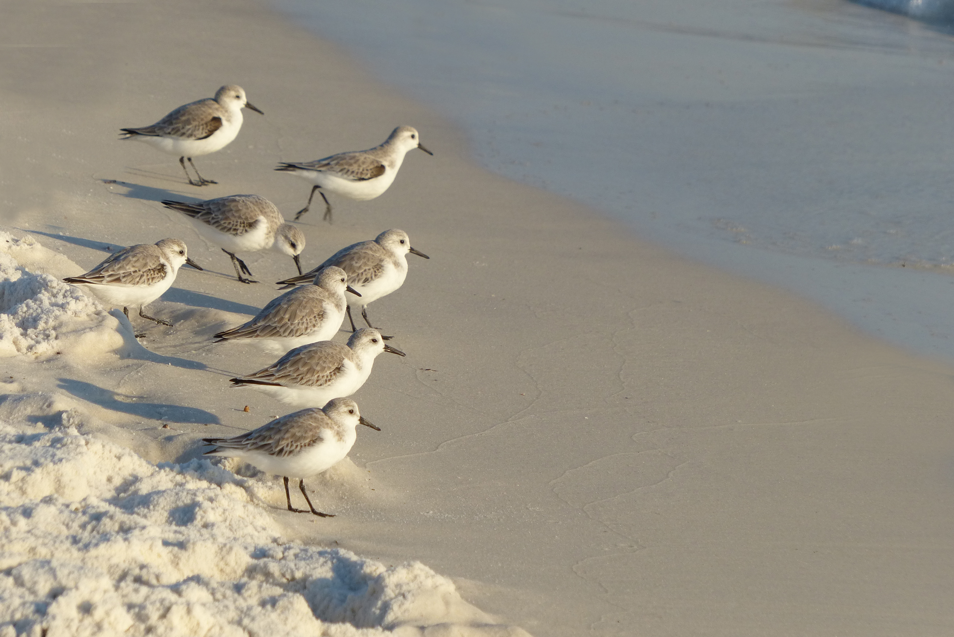 Sand Pipers on the Shore
