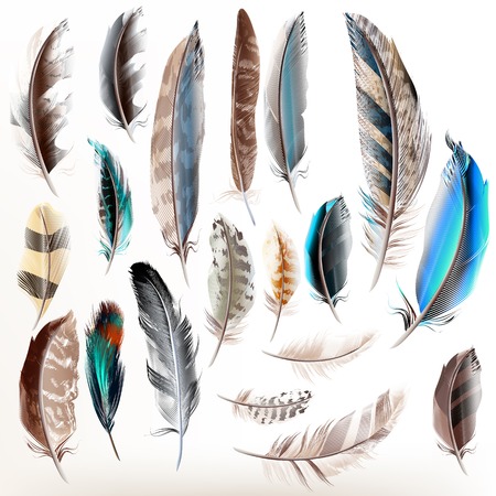 49076781 - big set or collection of detailed bird feathers in realistic style